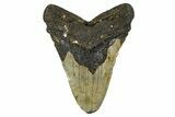 Bargain, Fossil Megalodon Tooth - North Carolina #371715-1